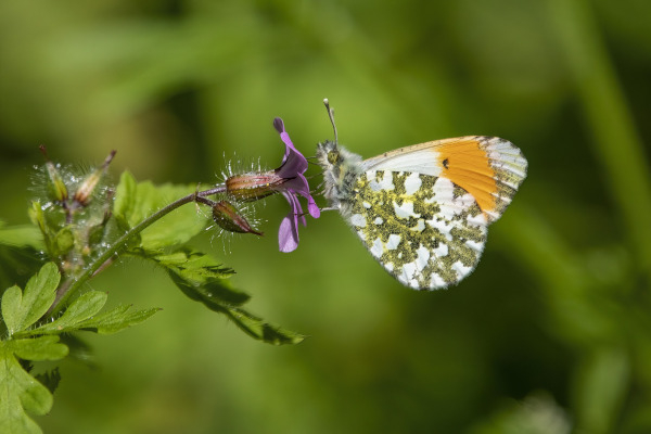 Aurore (Anthocaris cardamines) mâle / Pixabay